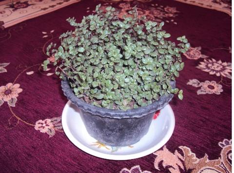 تصویر پرسش و پاسخ گیاه